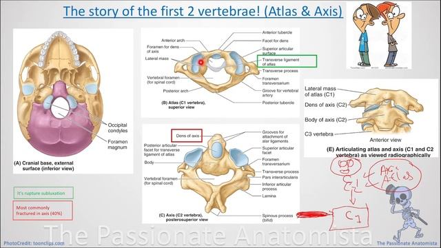 Neuroanatomy VD4- Anatomy of the vertebral column, part 2