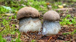 ЩЕДРЫЙ ОСЕННИЙ ЛЕС РАЗДАЕТ ШИКАРНЫЕ ГРИБЫ | ЗАВЕРШЕНИЕ ГРИБНОГО СЕЗОНА 2021