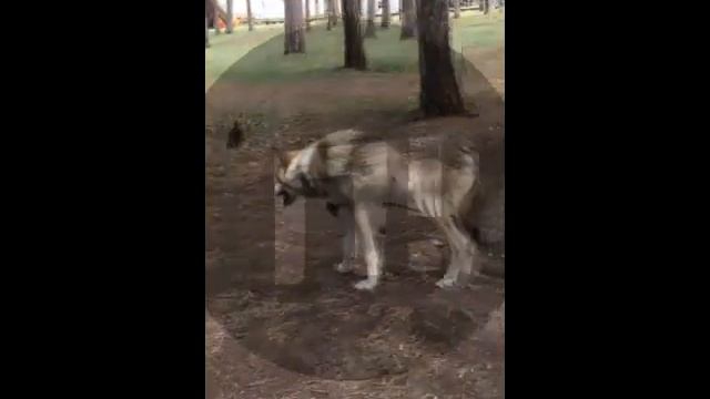 В челябинском парке животных из зоостудии привязали к деревьям цепями смотреть онлайн