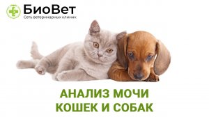 Анализ мочи у кошек и собак