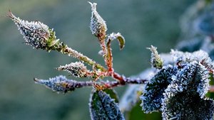 Розы в ноябре