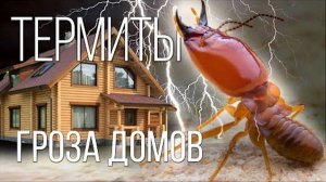 ТЕРМИТЫ: ЭТО ВАМ НЕ МУРАВЬИ! | Интересные факты о термитах и насекомых