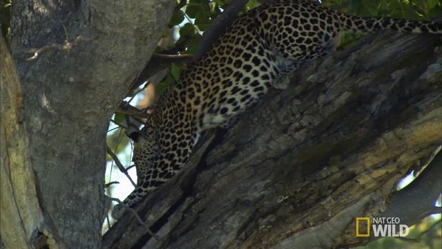 Easy Prey | The Unlikely Leopard смотреть онлайн