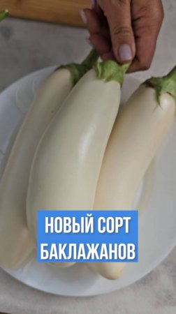 НОВЫЙ сорт баклажанов. Белые баклажаны - это реально!