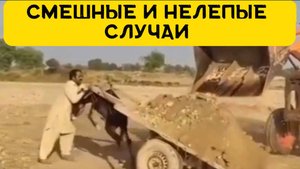 Смешные и нелепые случаи поднимут настроение