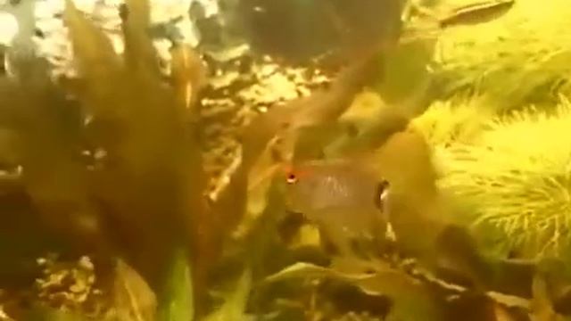 Санта Филомена балон/Santa Filomena Balon/plante d'aquarium Aqua Blog Подпишись!!!