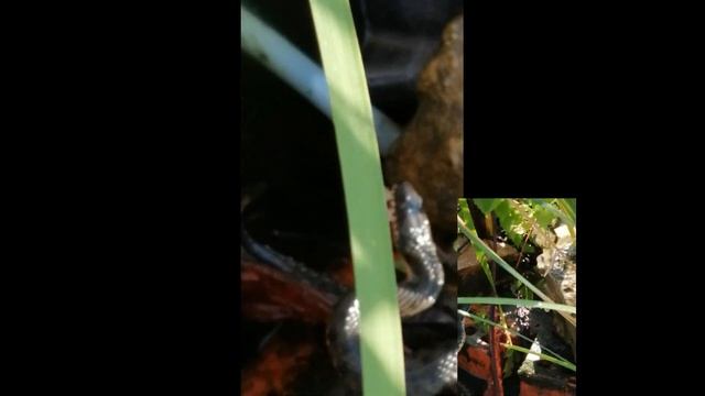 Совокупление змей (полозы)/Змеиная "свадьба"/Пресмыкающиеся в пруду/Видео спаривания/mating snakes смотреть онлайн