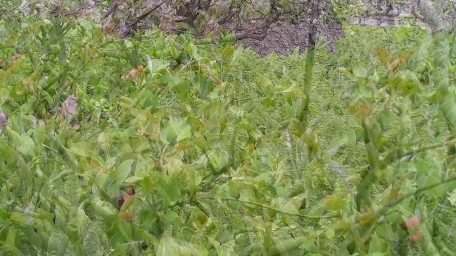 ВЕСНА У БОТАНІЧНОМУ САДУ... смотреть онлайн