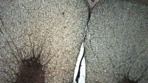 Разбор гистологического препарата:Спинной мозг. Импрегнация AgNO3.