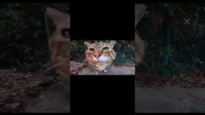 Маша в лес приходит сказка снег как чистый лист+2 фонка