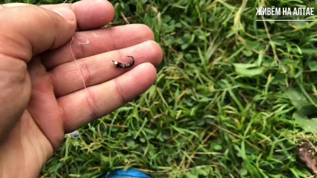 Рыбалка на хариуса у истоков горной реки Бии. Телецкое озеро. Артыбашь смотреть онлайн