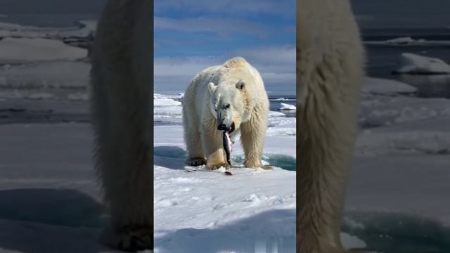 Northern Bear.