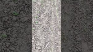 Как мы спасаем картошку от заморозков.