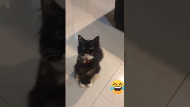 kucing nga mau di vaksin covid hahaha смотреть онлайн