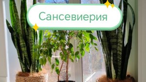 Сансевиерия /Тёщин язык. Пересадка в больший объем.