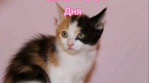 Доброе утро