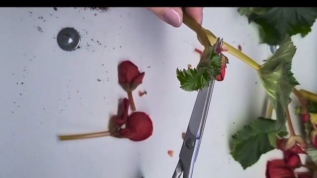 Черенкование и укоренение бегонии Элатиор🌱🌺#цветы#бегонии#черенкование🌱