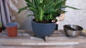 Спатифиллум Сильвер Купидо вариегата (Spathiphyllum Silver Cupido) - в подарок для прекрасных дам!