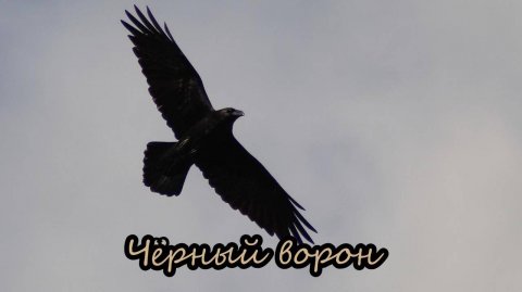 Чёрный ворон