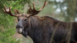 НАШЁЛ ЛОСИНЫЙ УГОЛ. ЛЮБИМАЯ ЛУЖА СОХАТЫХ. Кадры с фотоловушки