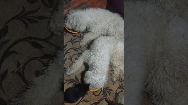 Ленивки🥰🥰🥰