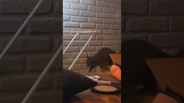Мемчики