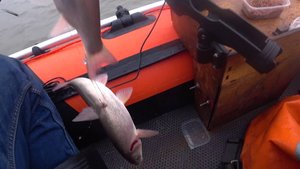 Рыбалка на красноперку с лодки Суйфун ноябрь 2024