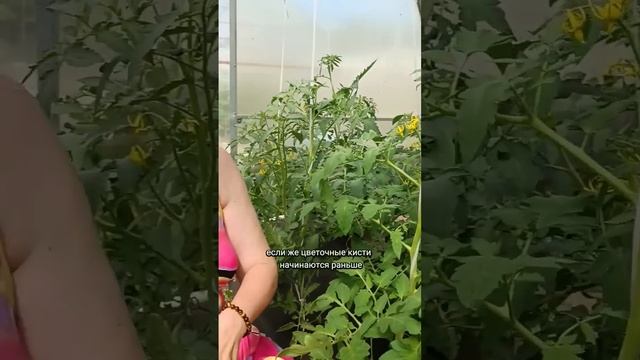 когда оставить пасынки #дачныесоветы #формированиетоматов