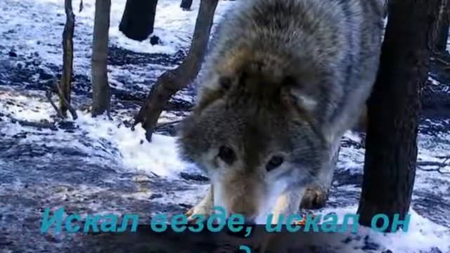 красивая мелодия одинокий волк смотреть онлайн