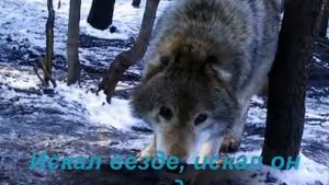 красивая  мелодия  одинокий волк