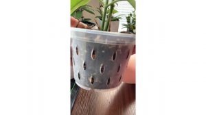 Hoya CV Ruthie/Storytime/Root Rot/Plant Care