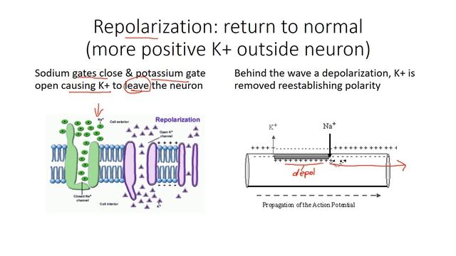 polarization, depolarization, repolarization of a neuron смотреть онлайн