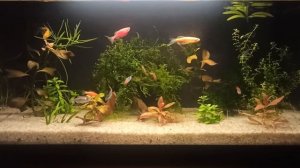Xiaomi fish tank MYG100. Аквариум от Сяоми 20 л.