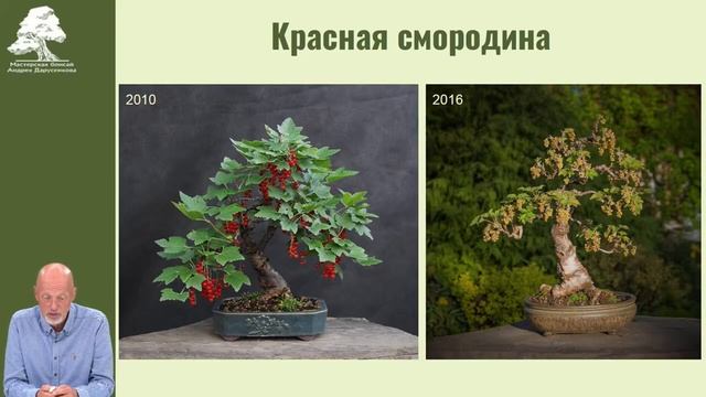Самая вкусная смородина #бонсай