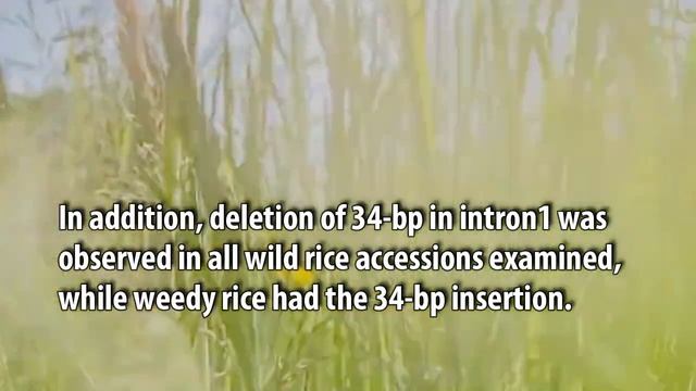 The QTLSD7-1/Rc Locus Variation between Weedy (O. sativa f. spontanea) and Wild Rice (O. rufipogon) смотреть онлайн