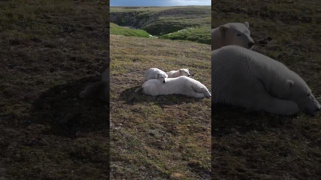 Медведица и медвежата на Харасавэйском месторождении