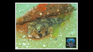 Boonsung Wreck   Khao Lak