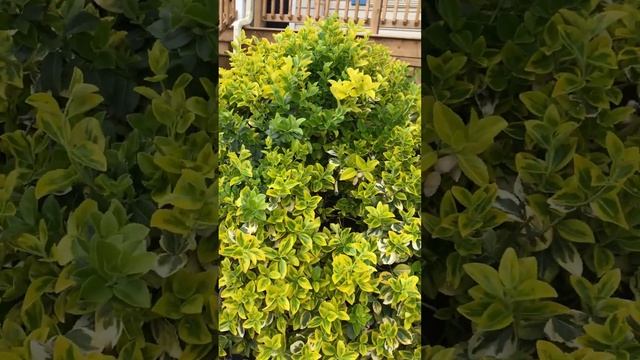 2023р 1 травня Бересклет Форчуна"Emeral Gold" смотреть онлайн