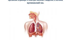 Природознавство 3 клас. Дихальна система