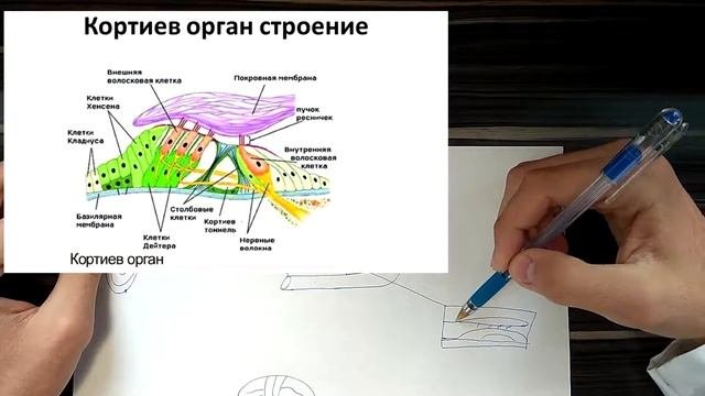 Проведение звука