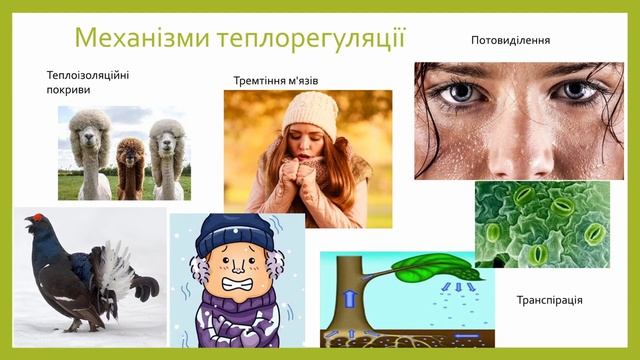 Які особливості наземно повітряного середовища смотреть онлайн