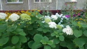 Когда заглянет к вам рассвет и скажет весело "ПРИВЕТ!!!"