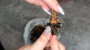 Алоказия не пережила эксперимент/гнилые корни и ствол