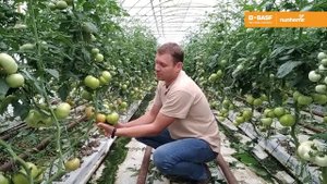 Професійні поради від BASF, бренд Nunhems - вирощуємо рожевий томат Грифон F1 в другому обороті