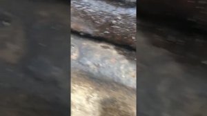Брак шестерни модуль зуба ЮМЗ 8280