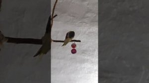 Попугай Корелла поет мелодию айфона