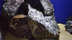 Юлидохромисы транскриптусы и орнатусы. Julidochromis transcriptus, julidochromis ornatus