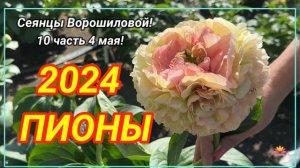 Цветение сеянцев пионов Ворошиловой А.Б. в 2024 году. Часть 10 / Сад Ворошиловой