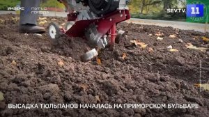 Высадка тюльпанов началась на Приморском бульваре