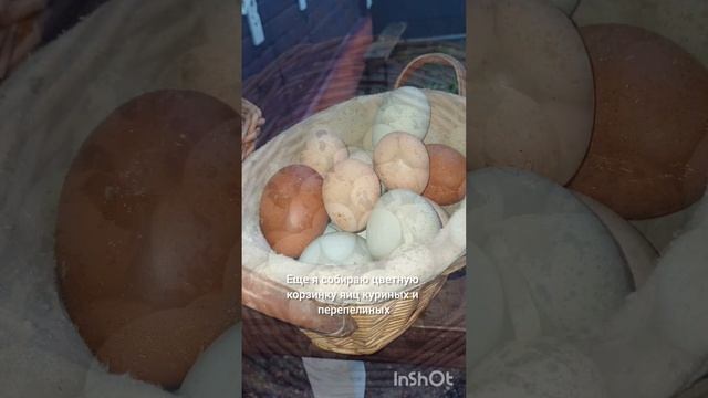 Что происходит на Подворье? #подворье #яйца #курица #куры #перепела #индюк #утка #гуси #цесарки